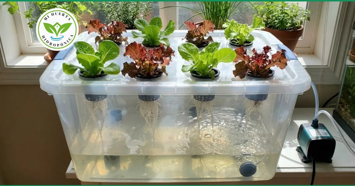 Un sistema hidropónico casero hecho con un contenedor de plástico, mostrando lechugas creciendo.