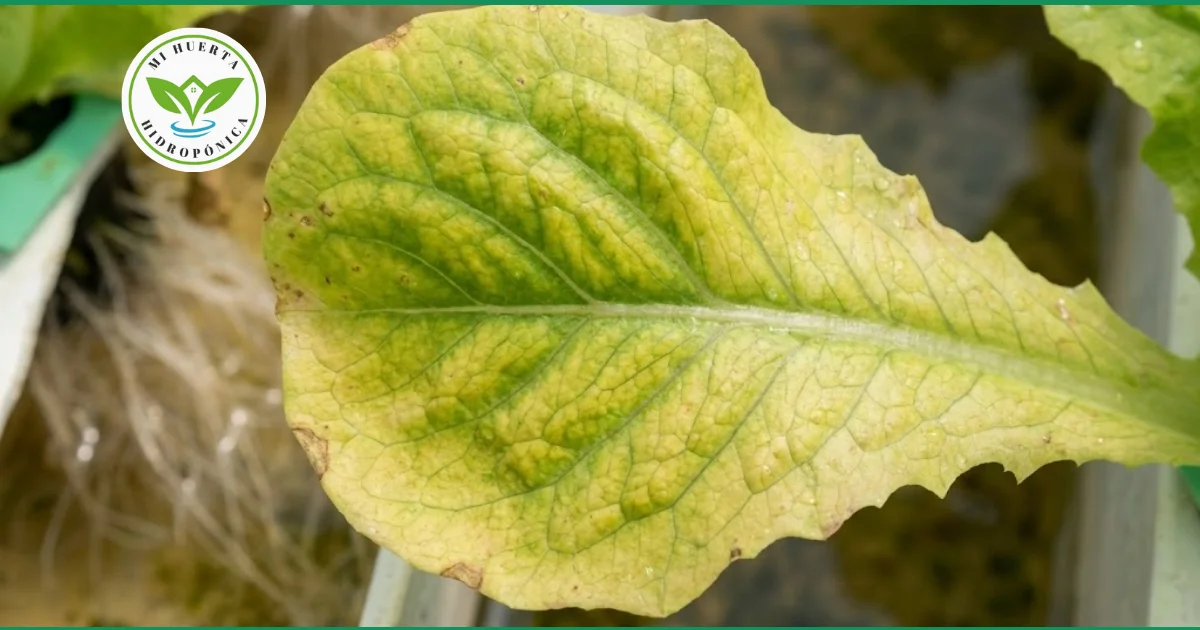 Primer plano de una hoja de lechuga con clorosis o amarillamiento, un problema común en hidroponía.
