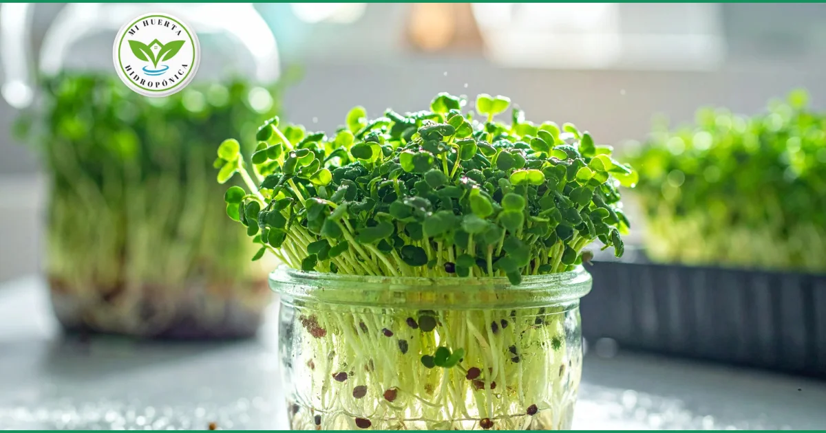 Producción de Germinados: Guía para Cultivar Alimentos de Alto Valor Nutricional