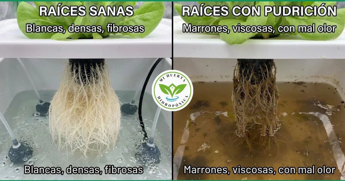 Curar Pudrición de Raíz en Hidroponía